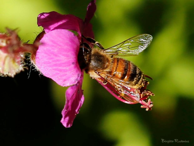 Macro - Bee in Flower