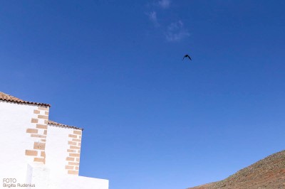 Fuerteventura - Sky Bird