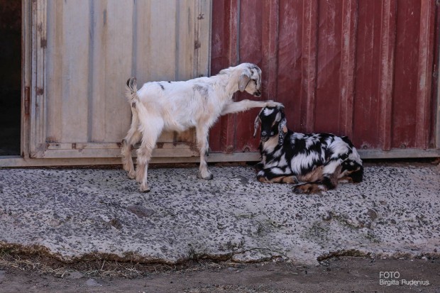 Fuerteventura Goats