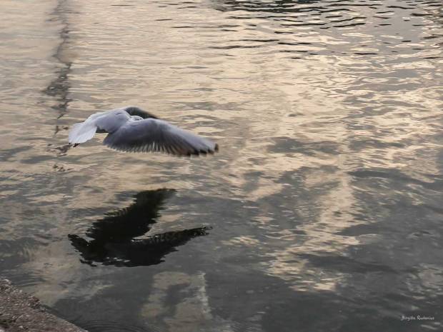 A birds take off and reflection