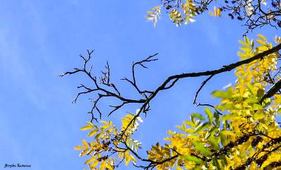 Blue sky & Yellow leaves