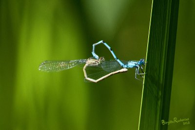 Dragonflies in Love - Wheel