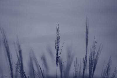 Blue Photo - Grass