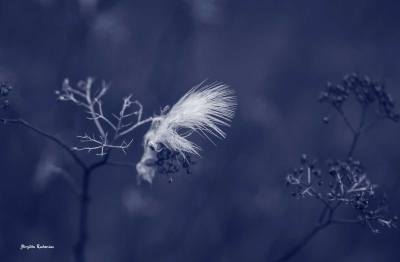 Blue Photo - Feather Rest