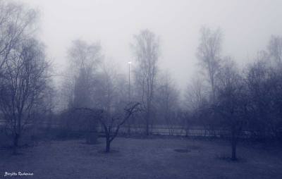 Blue Photo - Misty Weather
