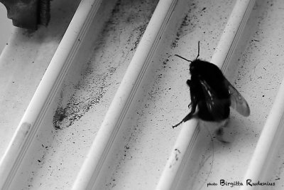 BW - Bumble Bee climbing over