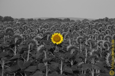 Every sunflower but one ...