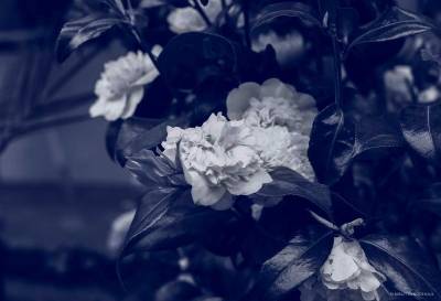 Blue Photo - Camellia.