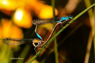 dragonfly_20140701_wheel