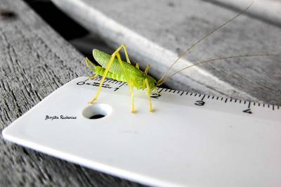 Grasshopper measuring himself.