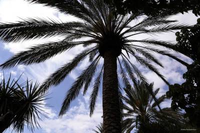 Fuerteventura Palms.