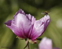bee_20170522_pink3