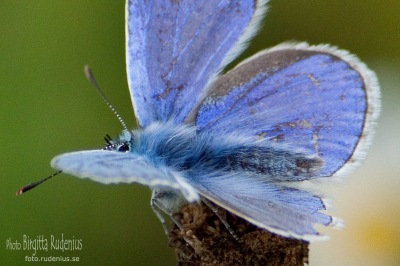Butterfly Blue - Blåvinge.