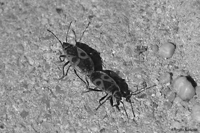 Beetles in Mating.