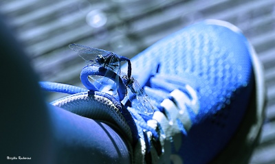 Dragonfly Wheel - Blue.