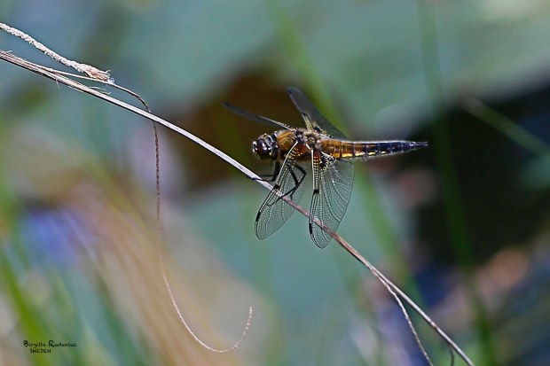 Macro photography Dragonfly © Birgitta Rudenius